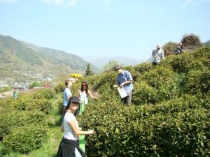 Mt_Jiri-Hiking&-Wild-Tea-Fest003