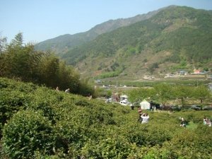 Mt_Jiri-Hiking&-Wild-Tea-Fest004