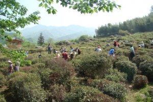 Green Tea Festival& Mt.Jiri Hiking