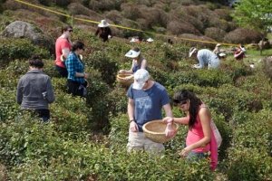 Green Tea Festival& Mt.Jiri Hiking
