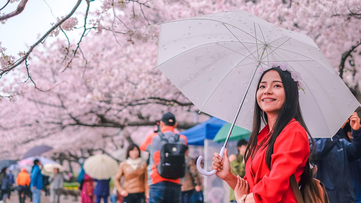Jinhae & Gyeongju Cherry Blossom Festival & Bike Tour