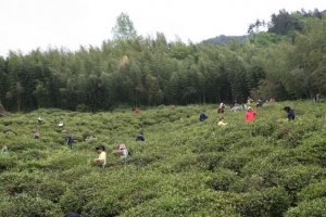 Mt-Jiri-Hiking-Wild-Tea-Festival_May2-3-2009_047