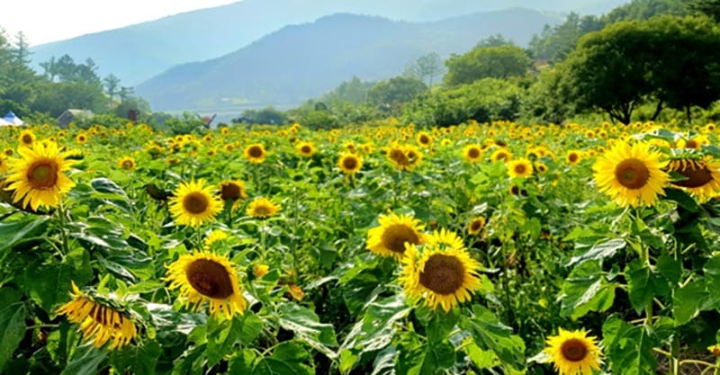 84 Taebaek Sunflower 001