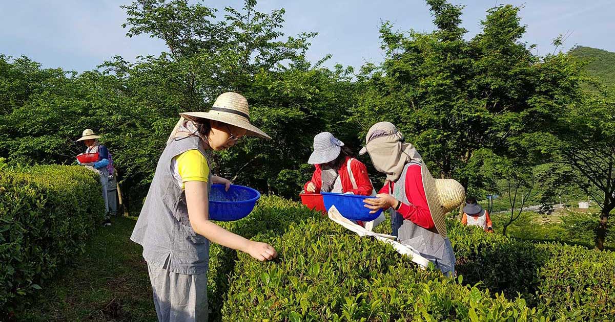 Colorful Jeollanamdo: Purple Island, Deheungsa Green Tea Fields & Mokpo Tour