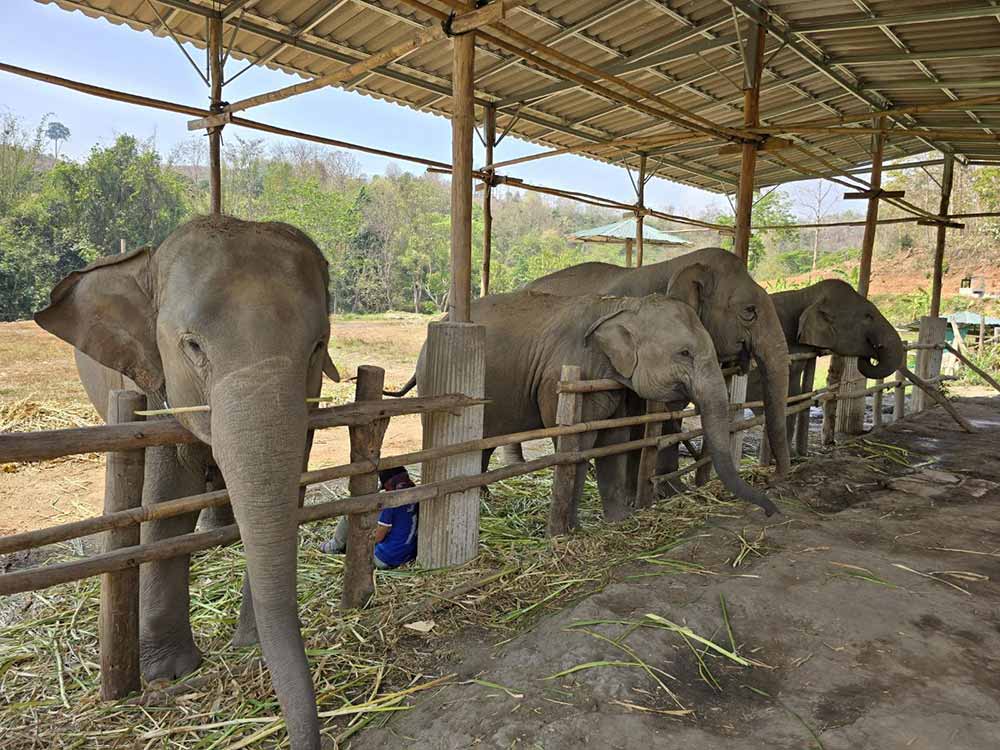 Exploring Elephant Conservation in Chiang Mai : A Journey of Education and Conservation
