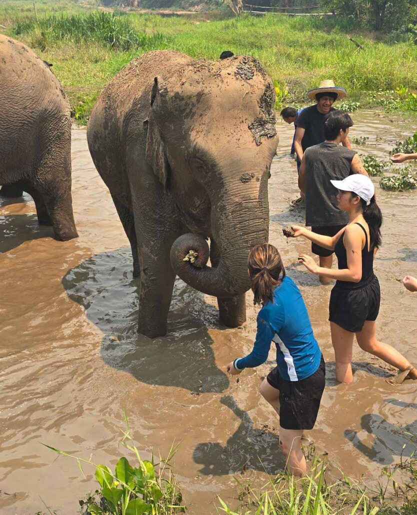 Elephant Care and Village Volunteering in Chiang Mai : A Life-Changing Experience for YISS Students 3